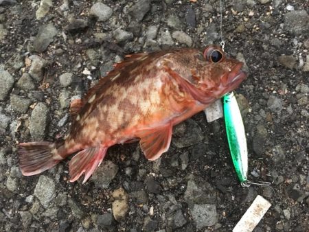 とりあえず5目釣り